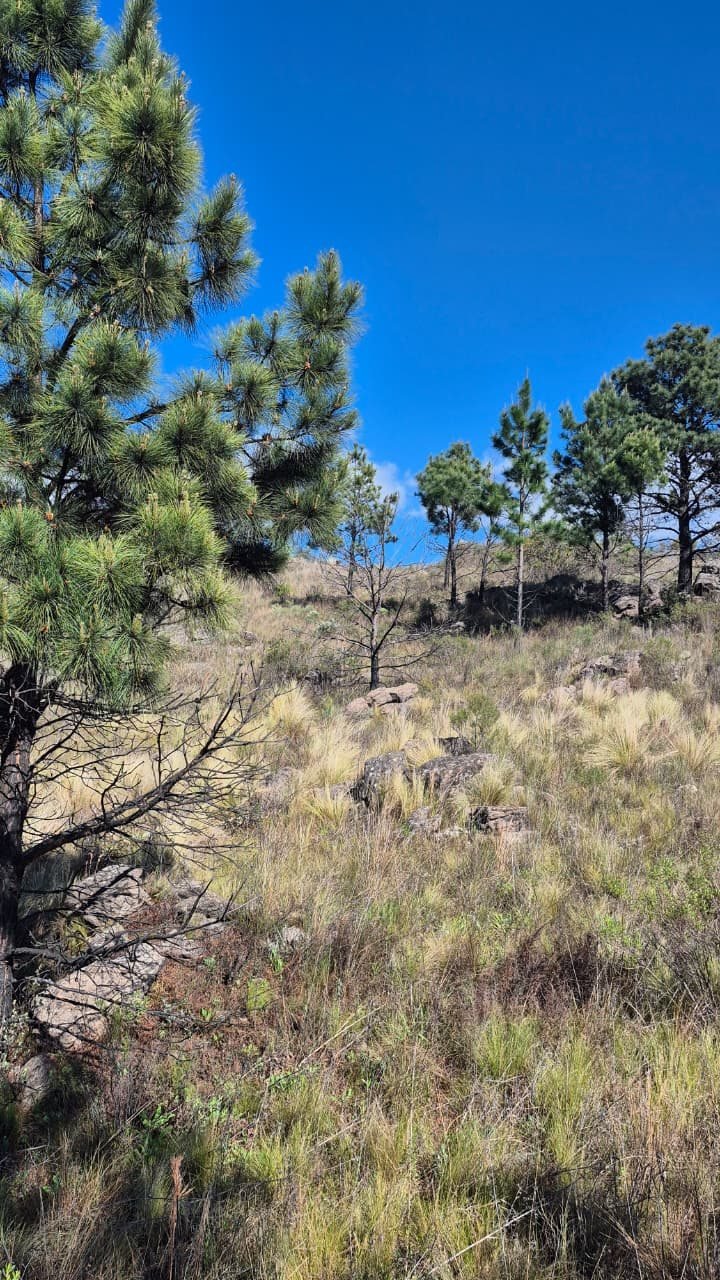 Terreno de 1 ha en Nogales Alto (Lote 6)