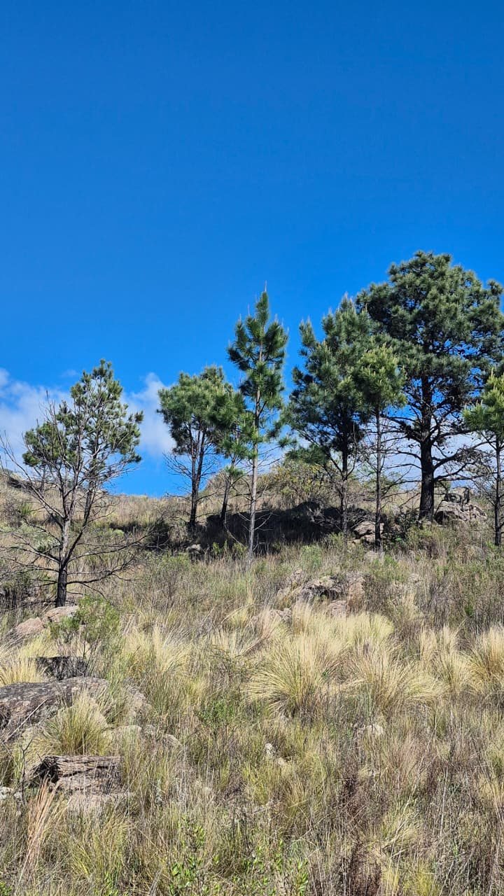 Terreno de 1 ha en Nogales Alto (Lote 6): foto 3